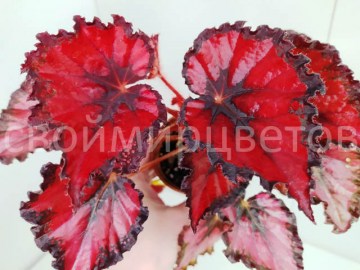 Бегония Extara Red 